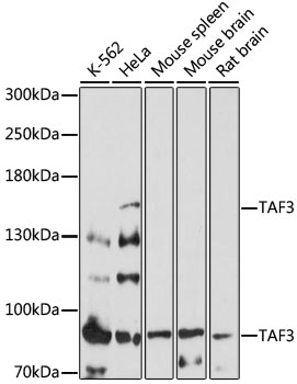 TAF3 Rabbit pAb