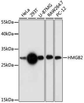 HMGB2 Rabbit pAb