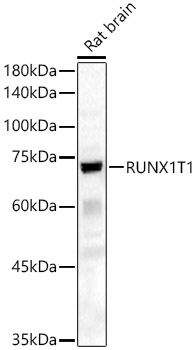 RUNX1T1 Rabbit pAb