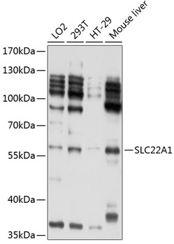 SLC22A1 Rabbit pAb
