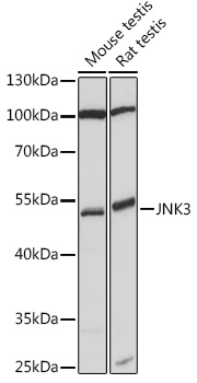 JNK3 Rabbit pAb