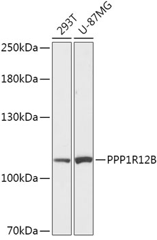 PPP1R12B Rabbit pAb