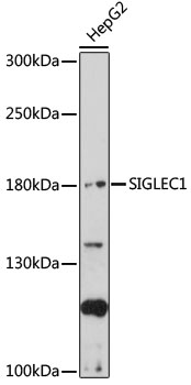 SIGLEC1 Rabbit pAb