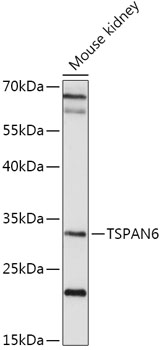 TSPAN6 Rabbit pAb