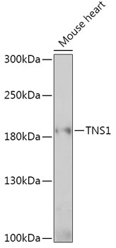 TNS1 Rabbit pAb
