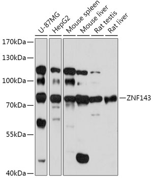 ZNF143 Rabbit pAb