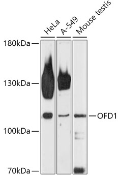 OFD1 Rabbit pAb