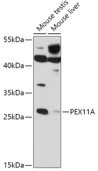 PEX11A Rabbit pAb