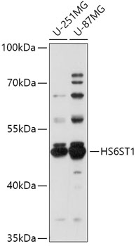 HS6ST1 Rabbit pAb
