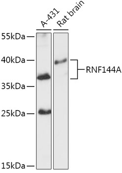 RNF144A Rabbit pAb