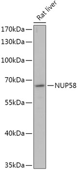NUP58 Rabbit pAb