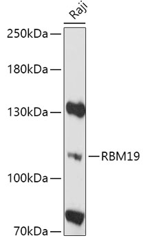 RBM19 Rabbit pAb