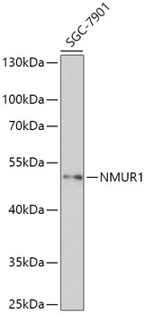 NMUR1 Rabbit pAb