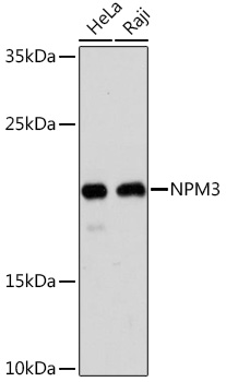 NPM3 Rabbit pAb
