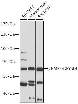 CRMP3/DPYSL4 Rabbit pAb