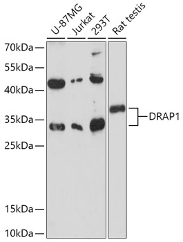 DRAP1 Rabbit pAb