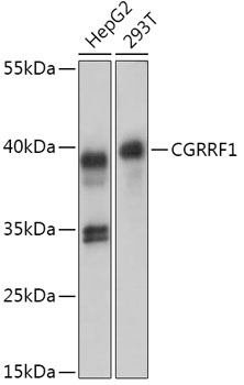 CGRRF1 Rabbit pAb