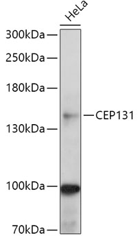CEP131 Rabbit pAb