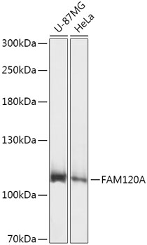 FAM120A Rabbit pAb
