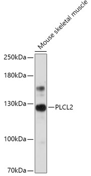 PLCL2 Rabbit pAb