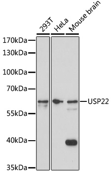 USP22 Rabbit pAb