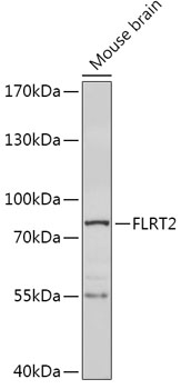 FLRT2 Rabbit pAb