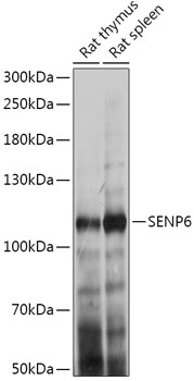 SENP6 Rabbit pAb