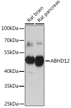 ABHD12 Rabbit pAb