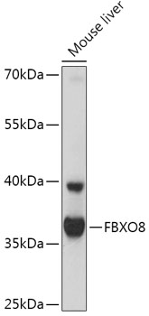 FBXO8 Rabbit pAb