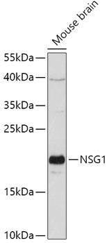 NSG1 Rabbit pAb