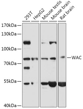 WAC Rabbit pAb