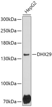 DHX29 Rabbit pAb
