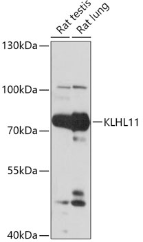 KLHL11 Rabbit pAb