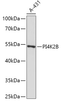 PI4K2B Rabbit pAb