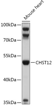 CHST12 Rabbit pAb