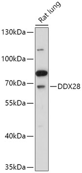 DDX28 Rabbit pAb