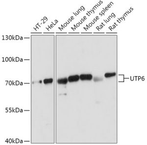 UTP6 Rabbit pAb