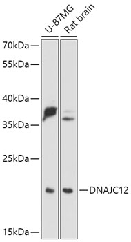 DNAJC12 Rabbit pAb