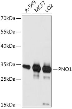 PNO1 Rabbit pAb