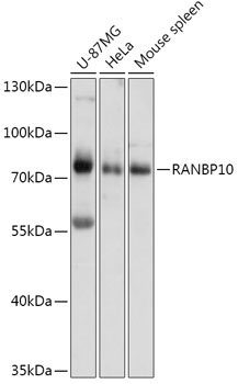RANBP10 Rabbit pAb