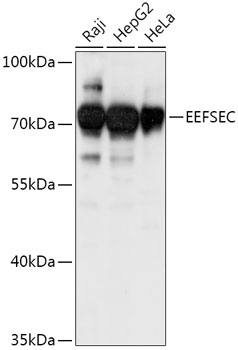 EEFSEC Rabbit pAb