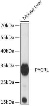 PYCRL Rabbit pAb