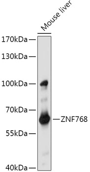 ZNF768 Rabbit pAb