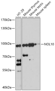NOL10 Rabbit pAb