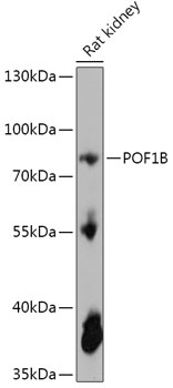 POF1B Rabbit pAb