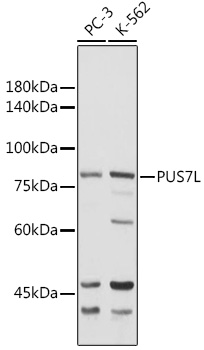 PUS7L Rabbit pAb