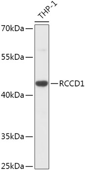 RCCD1 Rabbit pAb