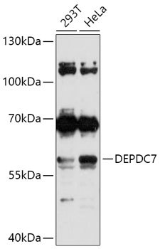 DEPDC7 Rabbit pAb