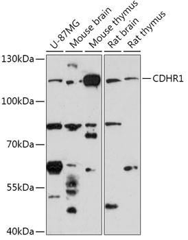 CDHR1 Rabbit pAb