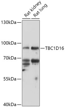 TBC1D16 Rabbit pAb